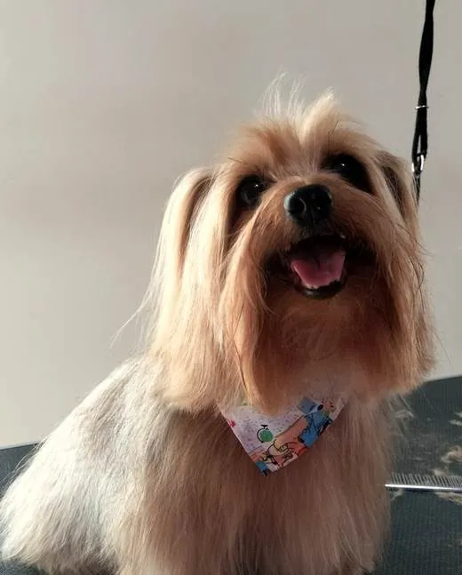 Tommy recién peinado
