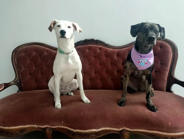 Vainilla y Luna, dos perras sentadas juntas en el sofá de Villa Patitaas